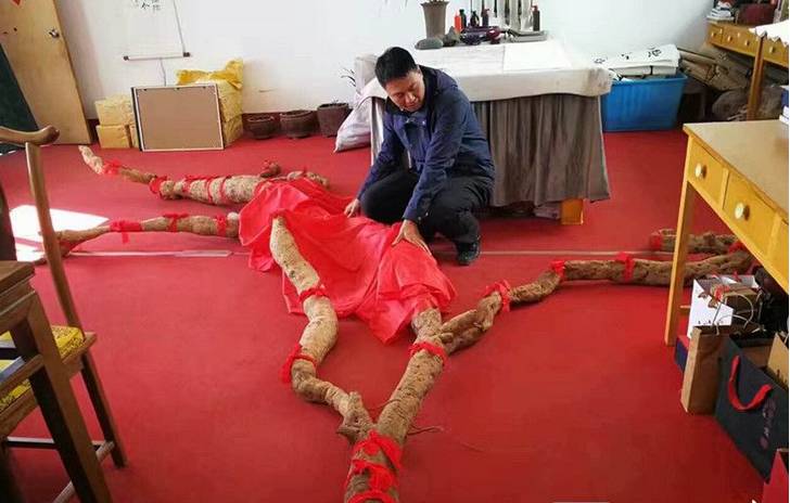 QQ截图20170303131001.png 河南现罕见巨型野生“亚洲人参” 重约300斤