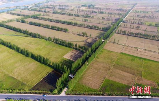 资料图:航拍江西南昌农田防护林,纵横交错构成格状。刘占昆 摄 点击进入下一页