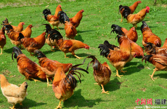 4、武平县创新激励性扶贫模式,打造以百香果、象洞鸡“一果一鸡”为代表的特色农产品品牌。图为农民养殖的象洞鸡。钟冬荣 摄