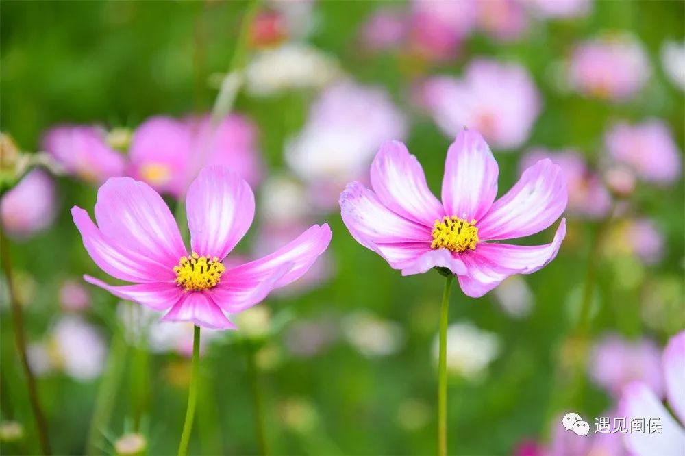 想沉浸在竹岐江滩公园这片浪漫花海里