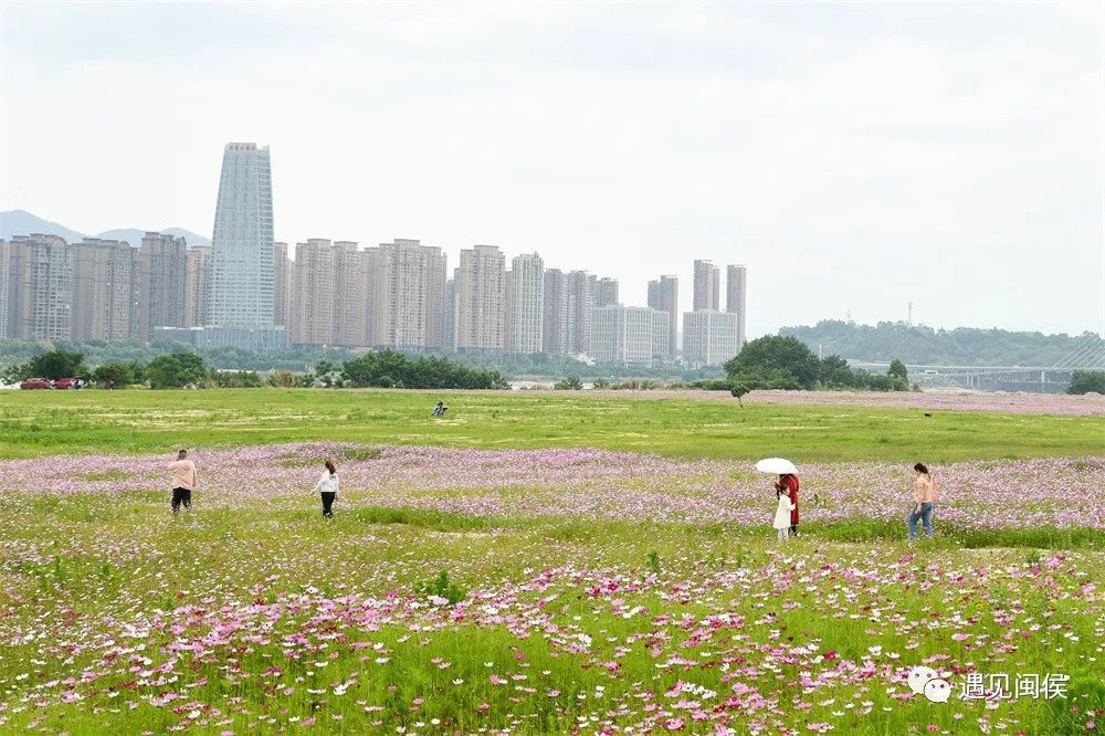 想沉浸在竹岐江滩公园这片浪漫花海里
