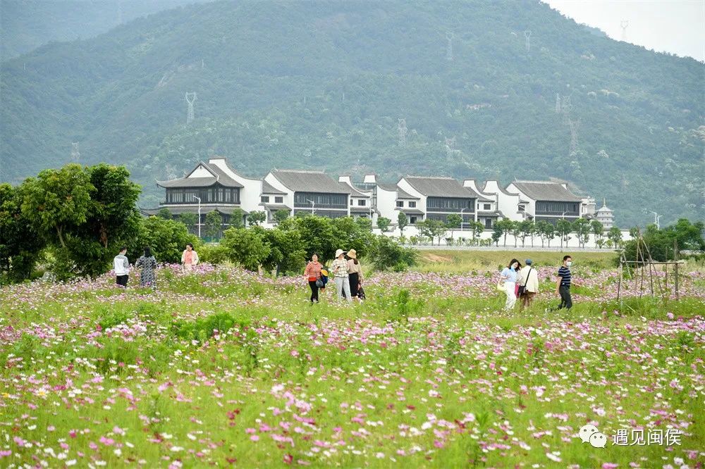 想沉浸在竹岐江滩公园这片浪漫花海里