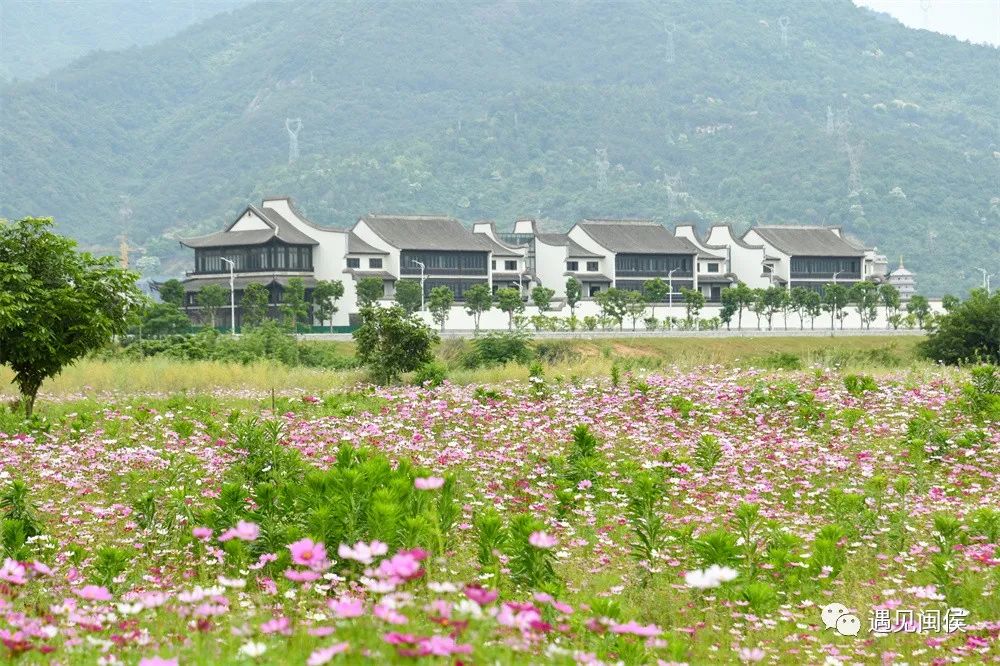 想沉浸在竹岐江滩公园这片浪漫花海里