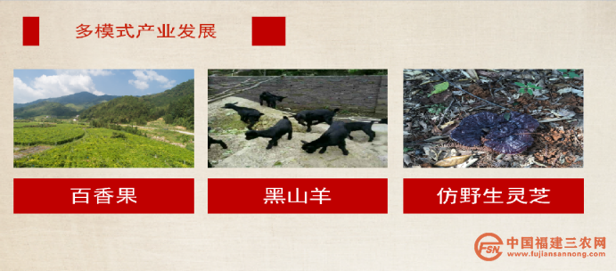 稿6:武平高书村:“红”“绿”交织 助力乡村振兴(1)1205.png