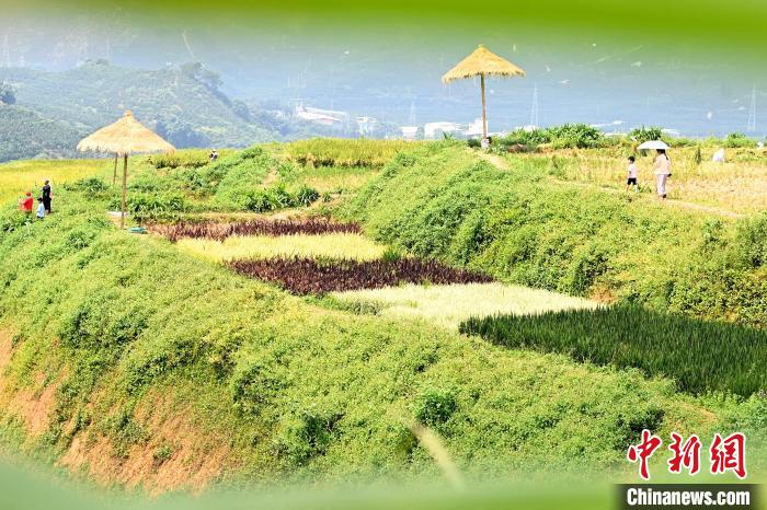 福建平和:五彩稻田“丰”景美