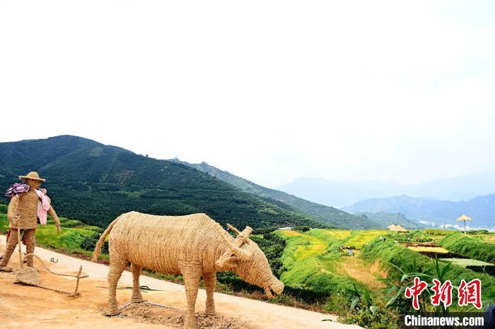 福建平和:五彩稻田“丰”景美