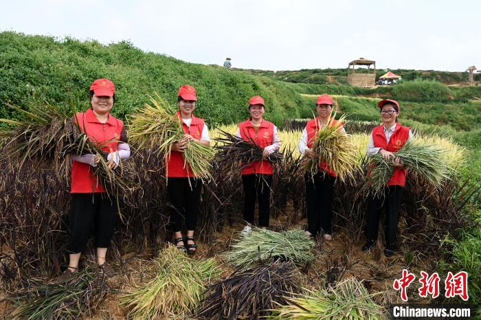 福建平和:五彩稻田“丰”景美