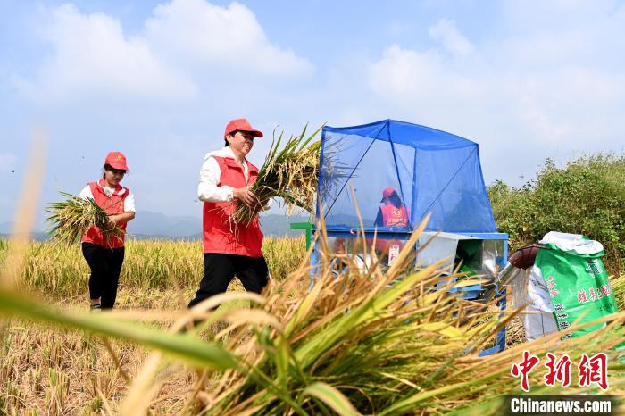 福建平和:五彩稻田“丰”景美