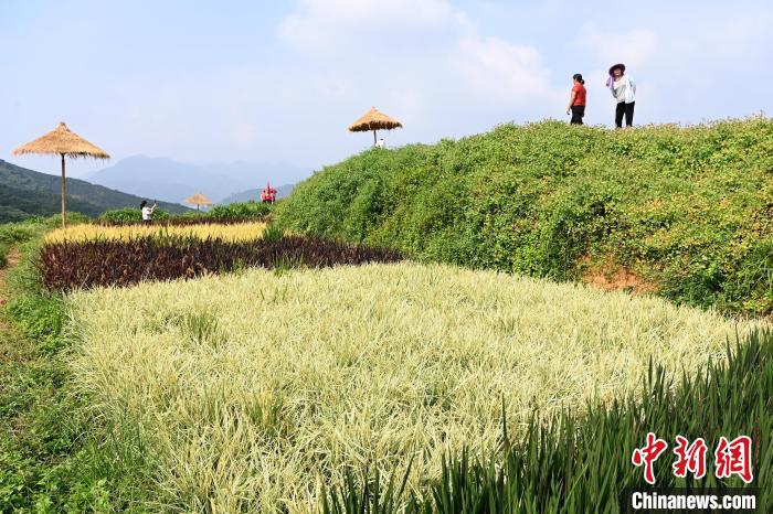 福建平和:五彩稻田“丰”景美