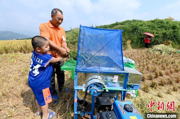 福建平和:五彩稻田“丰”景美