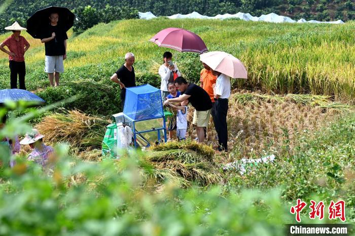 福建平和:五彩稻田“丰”景美