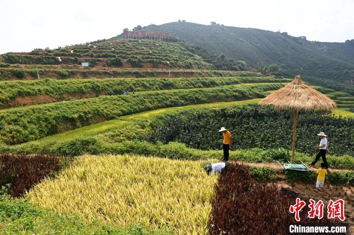 福建平和:五彩稻田“丰”景美