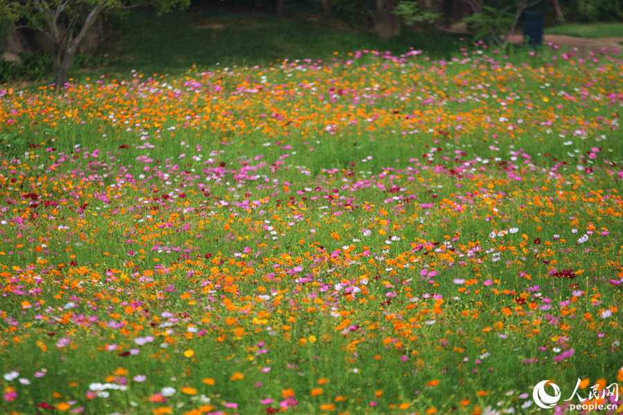 五彩缤纷的波斯菊连片盛开。人民网 陈博摄