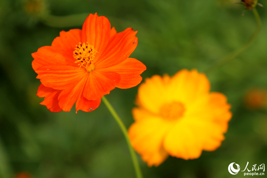 盛开的波斯菊。人民网 陈博摄