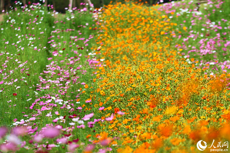 山花浪漫正当时。人民网 陈博摄