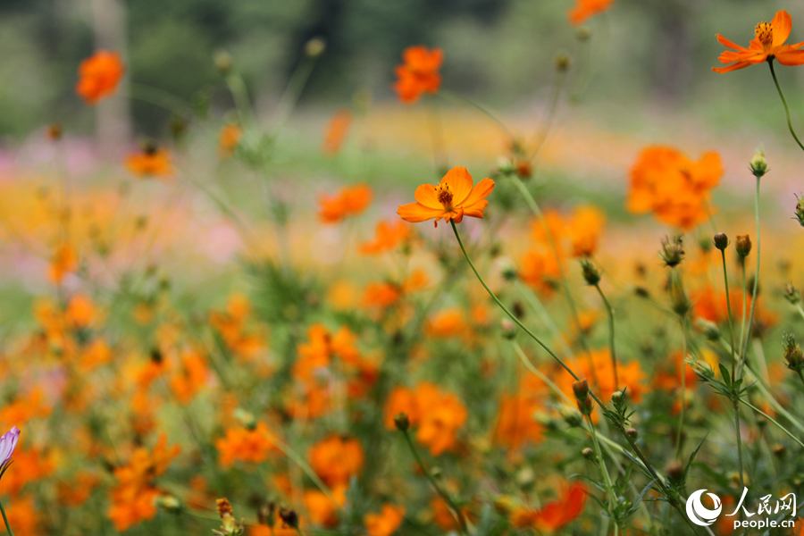 盛开的波斯菊随风摇曳。人民网 陈博摄