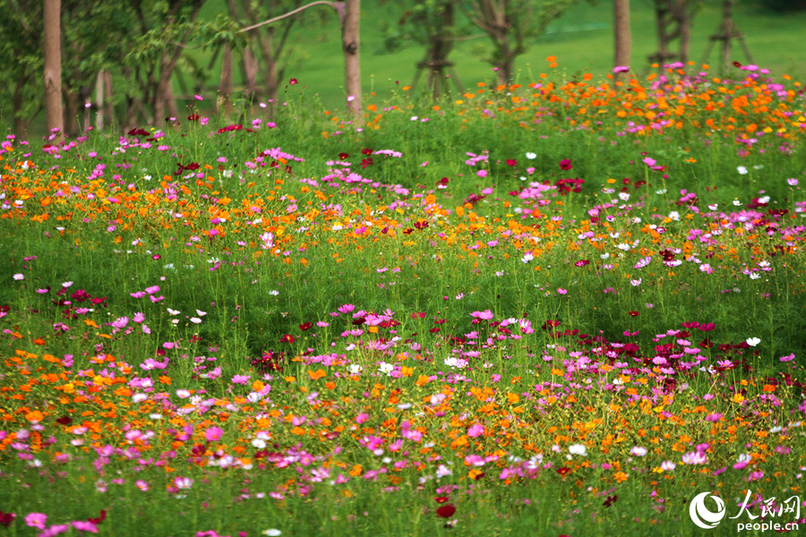 波斯菊依地势栽种，犹如波浪一般。人民网 陈博摄