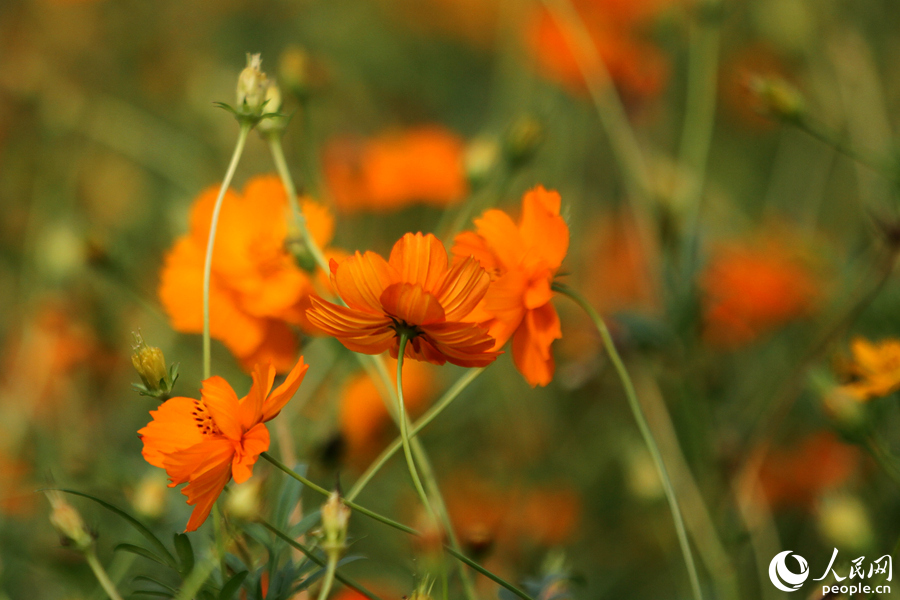 盛开的波斯菊。人民网 陈博摄