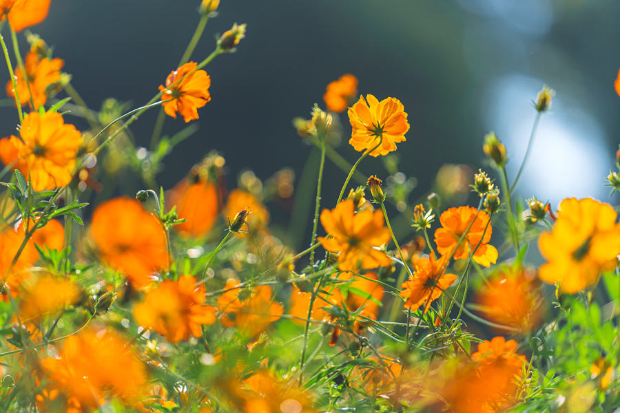 阳光下光彩夺目的波斯菊。许秋珩摄
