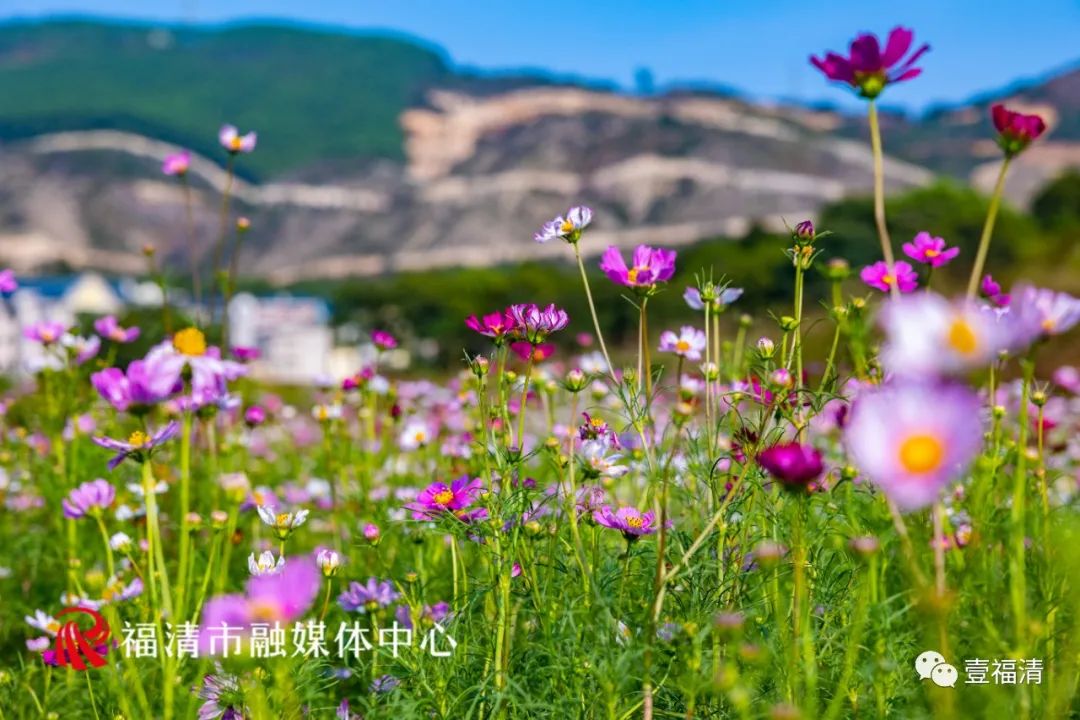 持续到10月中下旬!福州这里有45亩花海!