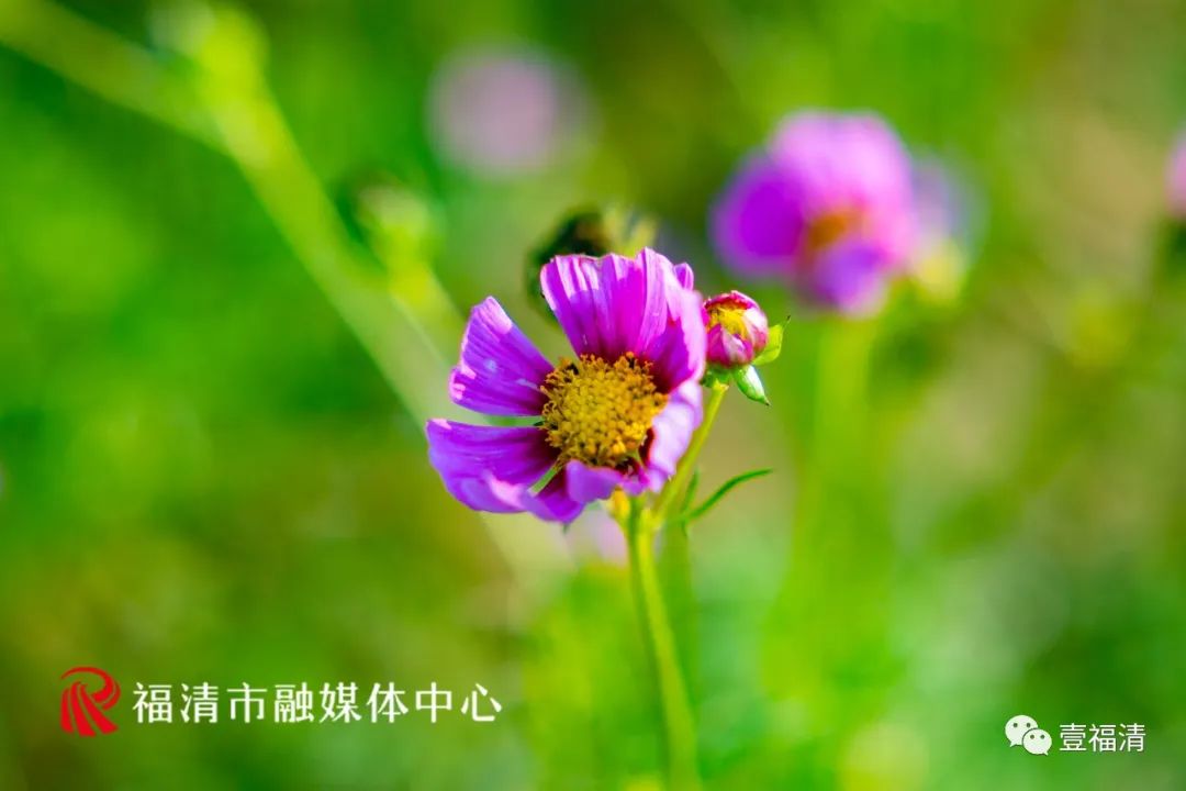 持续到10月中下旬!福州这里有45亩花海!