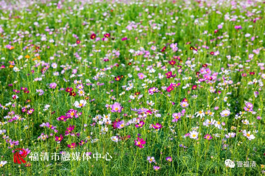 持续到10月中下旬!福州这里有45亩花海!
