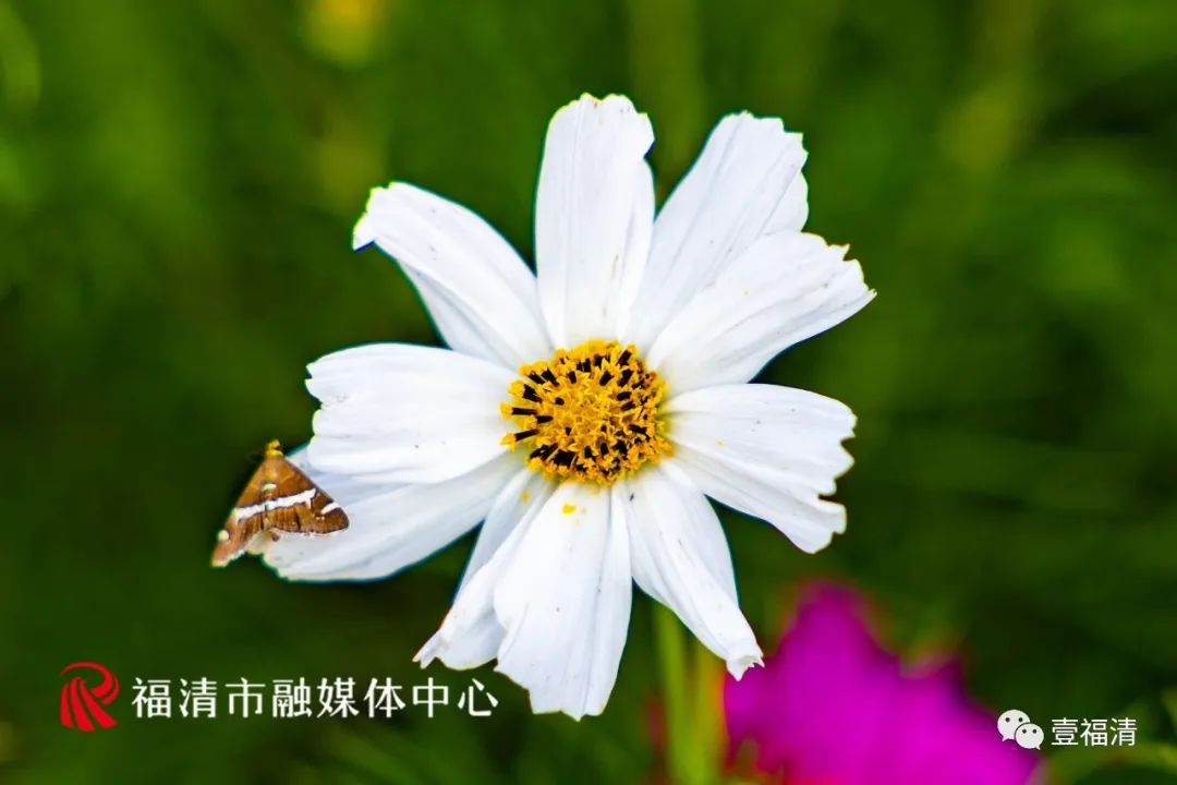 持续到10月中下旬!福州这里有45亩花海!