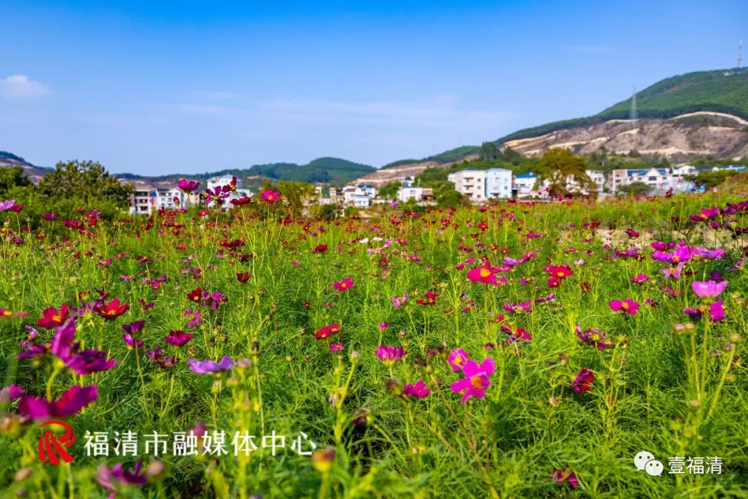 持续到10月中下旬!福州这里有45亩花海!