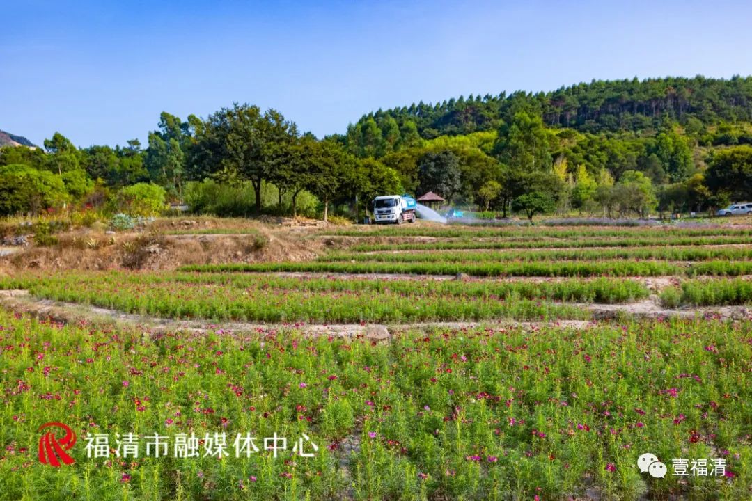持续到10月中下旬!福州这里有45亩花海!