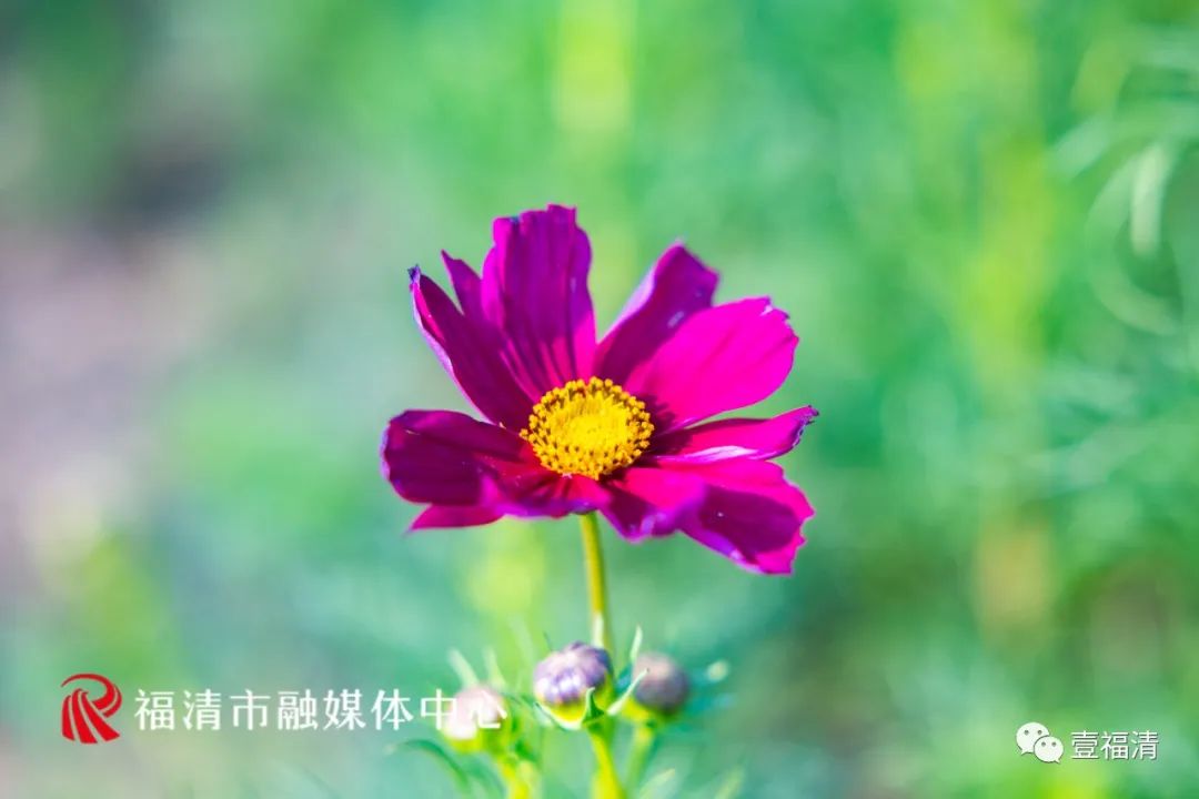 持续到10月中下旬!福州这里有45亩花海!