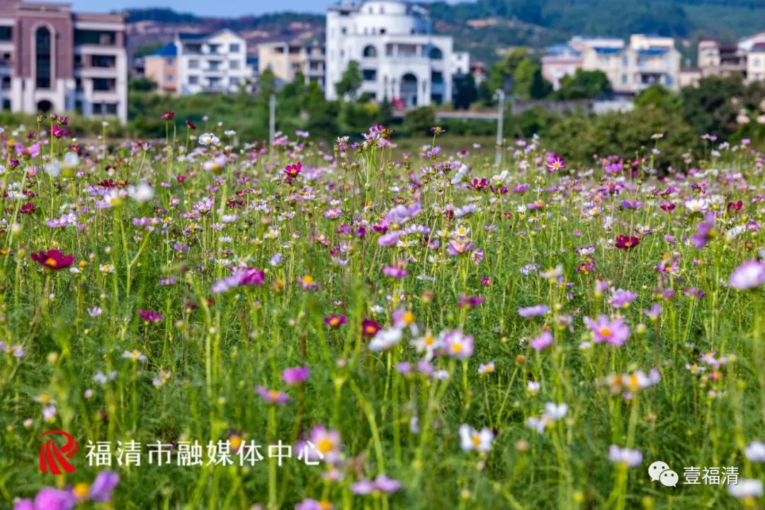 持续到10月中下旬!福州这里有45亩花海!