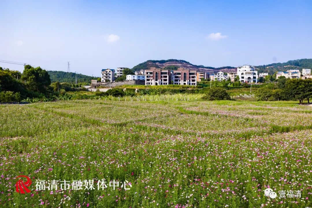 持续到10月中下旬!福州这里有45亩花海!