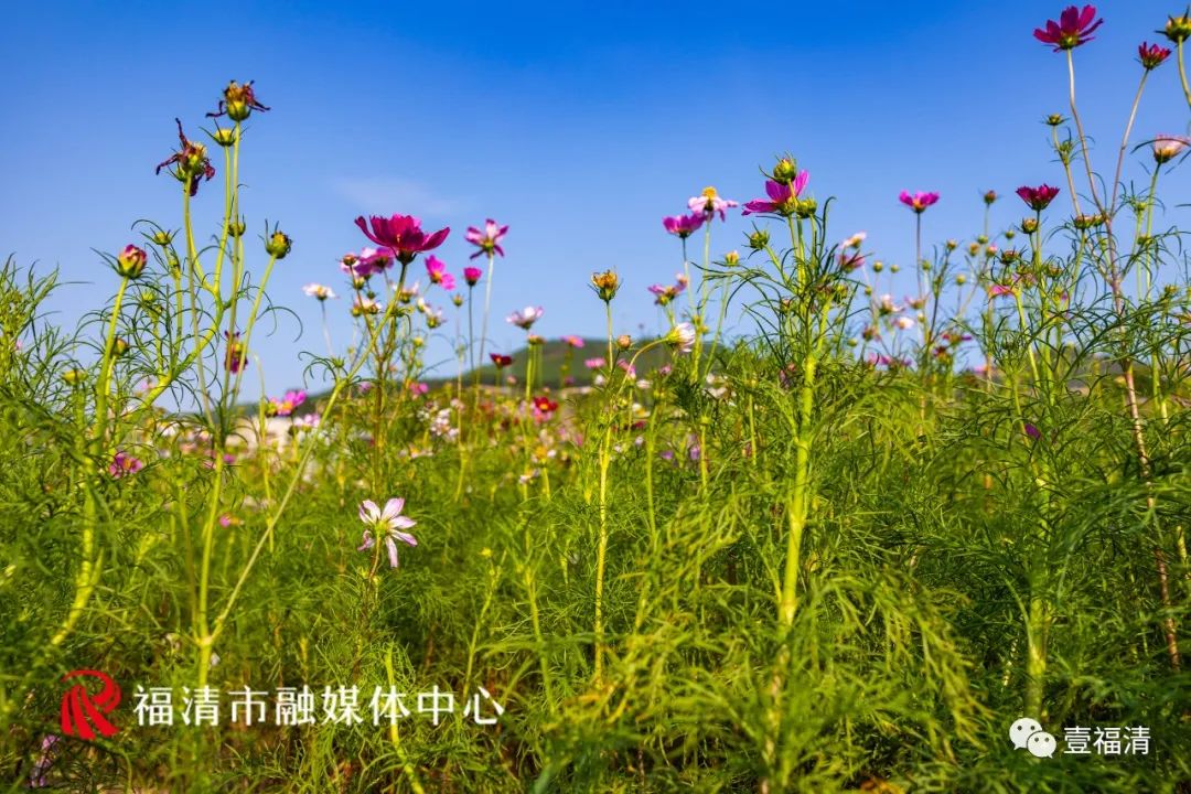 持续到10月中下旬!福州这里有45亩花海!