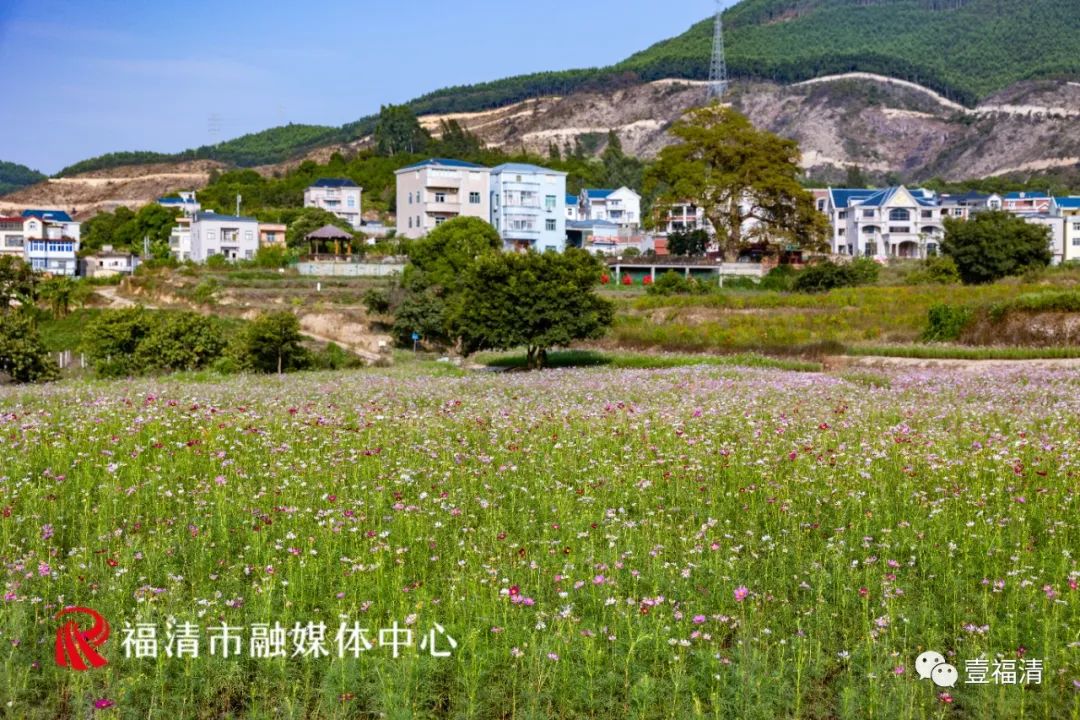 持续到10月中下旬!福州这里有45亩花海!
