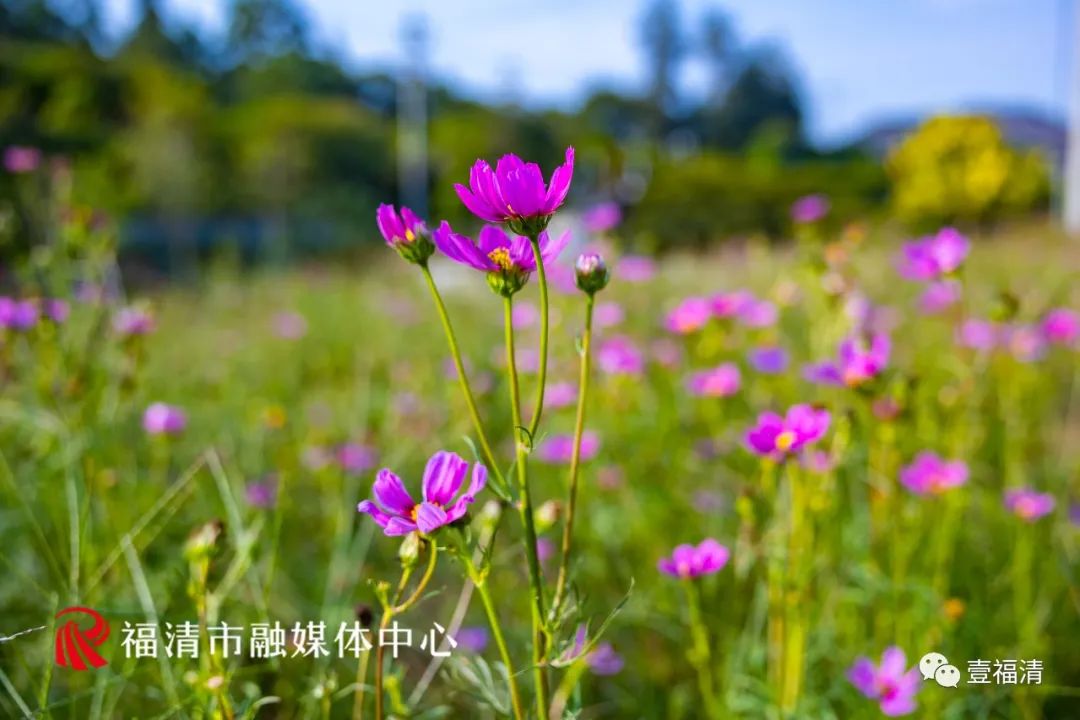 持续到10月中下旬!福州这里有45亩花海!