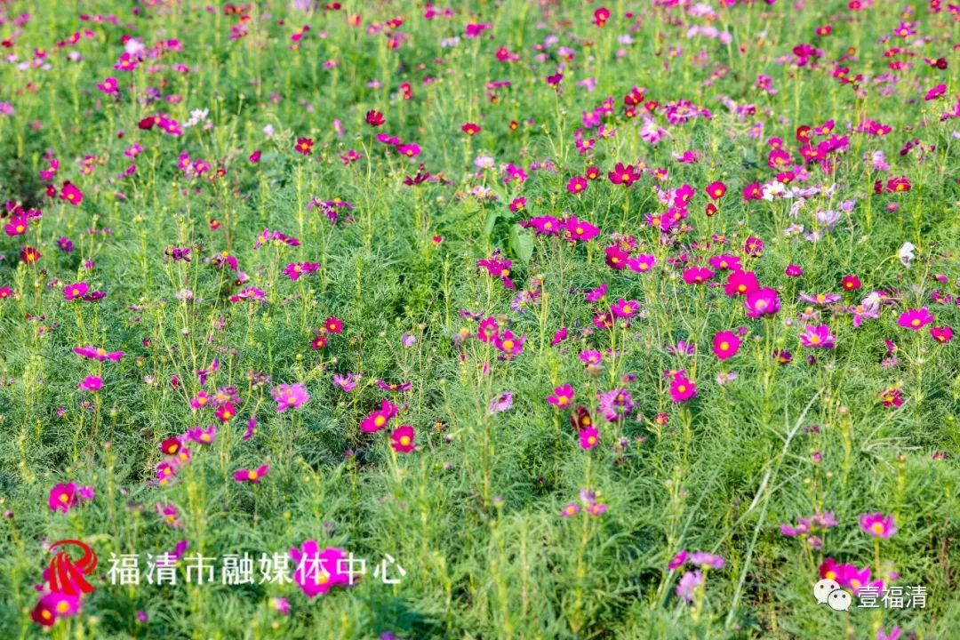 持续到10月中下旬!福州这里有45亩花海!