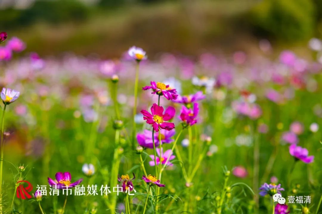 持续到10月中下旬!福州这里有45亩花海!
