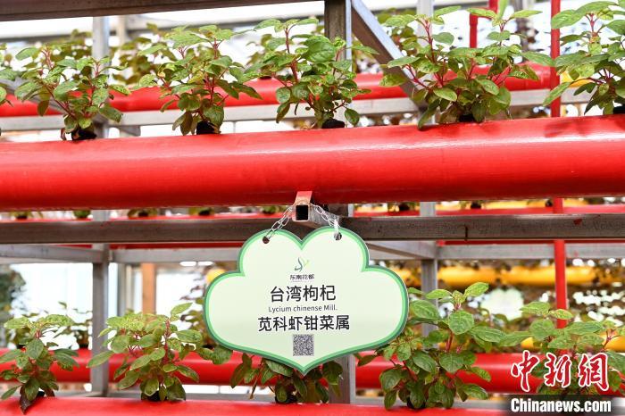 现代农业展示馆内展示的海峡两岸新奇高优品种。　张金川 摄