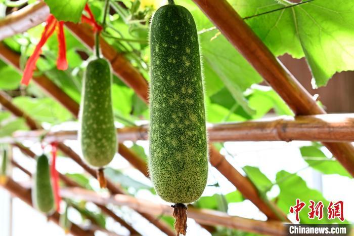 现代农业展示馆内展示的海峡两岸新奇高优品种。 张金川 摄