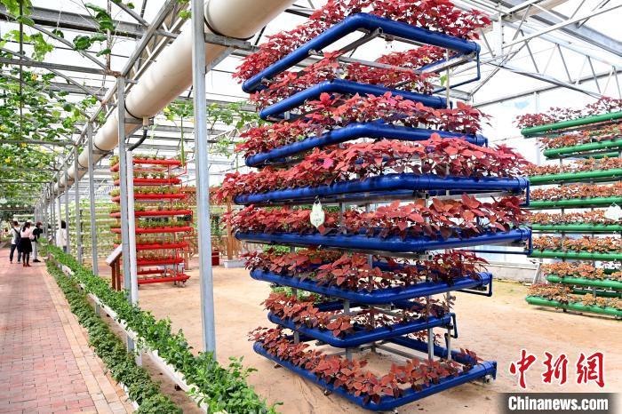 现代农业展示馆吸引不少民众参观。 张金川 摄