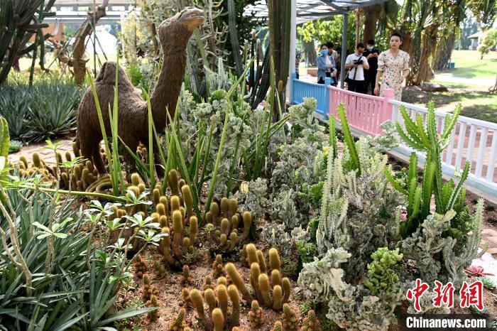 民众在东南花都花博园内的沙漠植物馆参观。 张金川 摄