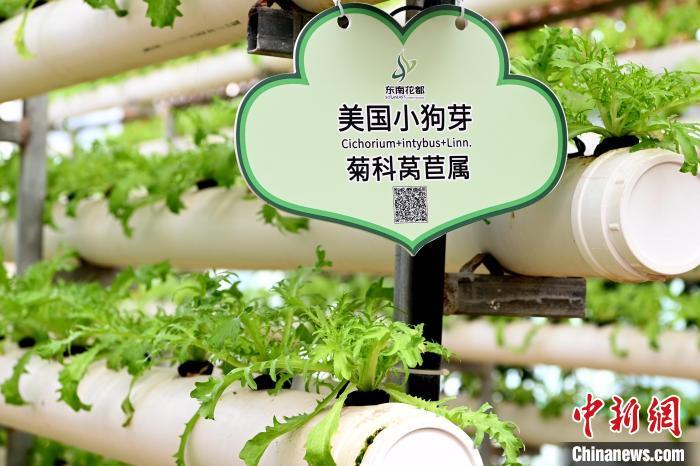 现代农业展示馆内展示着世界先进的水培、雾培、立柱栽培、墙体栽培、空中栽培等栽培方式的技术成果。 张金川 摄