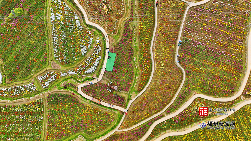 永泰首届菊花文化艺术节：西湖园艺入山村 清凉菊花秋意浓