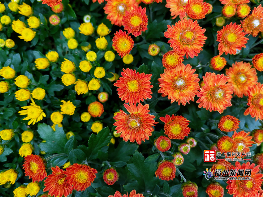 永泰首届菊花文化艺术节：西湖园艺入山村 清凉菊花秋意浓