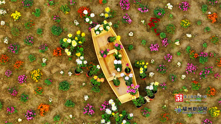 永泰首届菊花文化艺术节：西湖园艺入山村 清凉菊花秋意浓