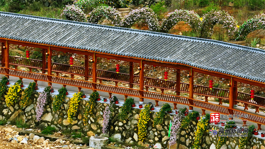 永泰首届菊花文化艺术节：西湖园艺入山村 清凉菊花秋意浓