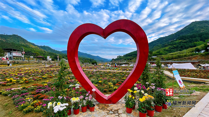 永泰首届菊花文化艺术节：西湖园艺入山村 清凉菊花秋意浓