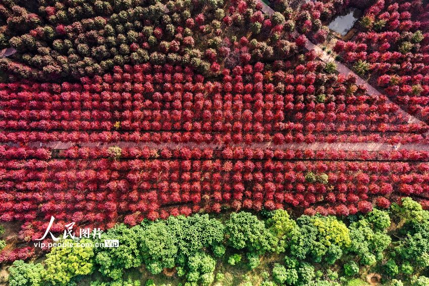 2022年11月19日，四川省眉山市东坡区太和镇元宝村亿嘉林木基地的“夕阳红”和“红冠”红枫迎来了最佳观赏期，吸引众多的游客前来观赏枫叶。