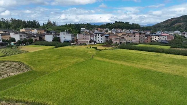 田间地头一片好“丰”景